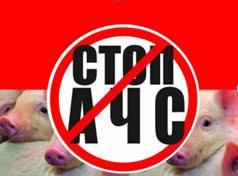 Африканская чума свиней (АЧС). Африканская чума свиней (АЧС).